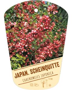 Chaenomeles japonica, Bildhängeetikett VS