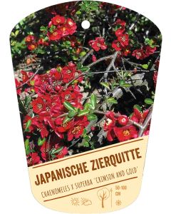 Chaenomeles x superba 'Crimson and Gold', Bildhängeetikett VS