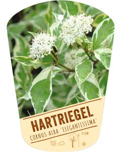 Cornus alba 'Elegantissima', Bildhängeetikett VS