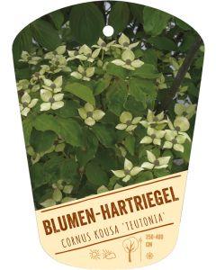 Cornus kousa 'Teutonia', Bildhängeetikett VS
