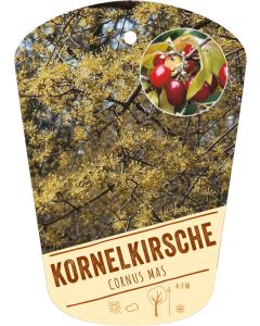 Cornus mas, Bildhängeetikett VS