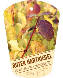 Cornus sanguinea 'Midwinter Fire', Bildhängeetikett VS