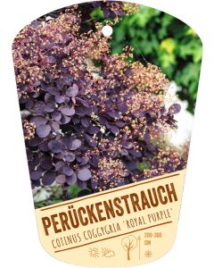 Cotinus coggygria 'Royal Purple', Bildhängeetikett VS