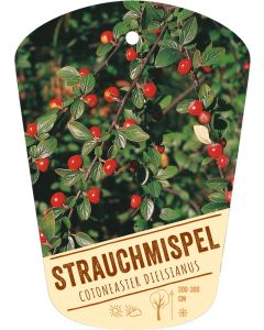 Cotoneaster dielsianus, Bildhängeetikett VS