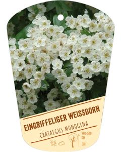 Crataegus monogyna, Bildhängeetikett VS