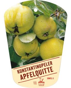 Cydonia oblonga 'Konstantinopeler Apfelquitte', Bildhängeetikett VS:
