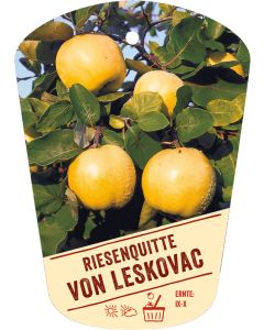 Cydonia 'Riesenquitte von Leskovac', Bildhängeetikett VS