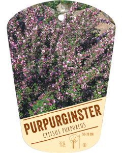 Cytisus purpureus, Bildhängeetikett VS