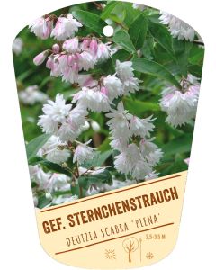 Deutzia scabra 'Plena', Bildhängeetikett VS