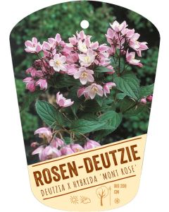 Deutzia x hybrida 'Mont Rose', Bildhängeetikett VS