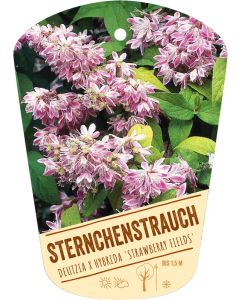 Deutzia x hyb 'Strawberry Fields' Bildhängeetikett VS: