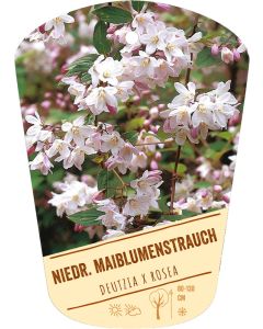 Deutzia x rosea, Bildhängeetikett VS