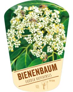 Euodia hupehensis, Bildhängeetikett VS