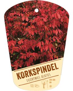 Euonymus alatus, Bildhängeetikett VS: