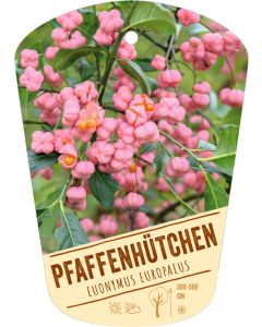 Euonymus europaeus, Bildhängeetikett VS