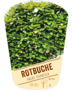 Fagus sylvatica, Bildhängeetikett VS