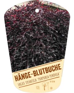 Fagus sylvatica 'Purpurea Pendula', Bildhängeetikett VS