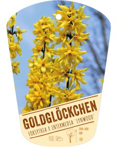 Forsythia x intermedia 'Lynwood', Bildhängeetikett VS