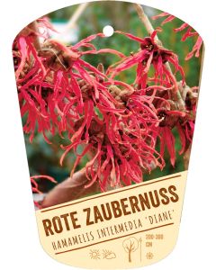 Hamamelis intermedia 'Diane', Bildhängeetikett VS
