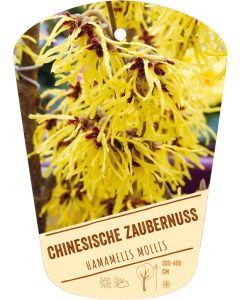 Hamamelis mollis, Bildhängeetikett VS