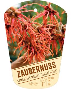 Hamamelis mollis 'Feuerzauber', Bildhängeetikett VS
