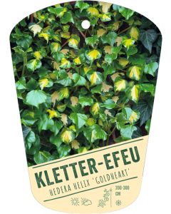 Hedera helix 'Goldheart', Bildhängeetikett VS