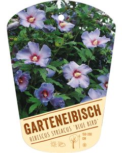 Hibiscus syriacus 'Blue Bird', Bildhängeetikett VS