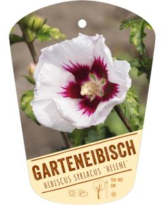 Hibiscus syriacus 'Helene', Bildhängeetikett VS