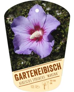 Hibiscus syriacus 'Marina', Bildhängeetikett VS