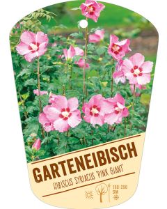 Hibiscus syriacus 'Pink Giant', Bildhängeetikett VS: