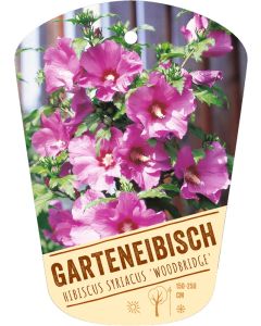 Hibiscus syriacus 'Woodbridge', Bildhängeetikett VS