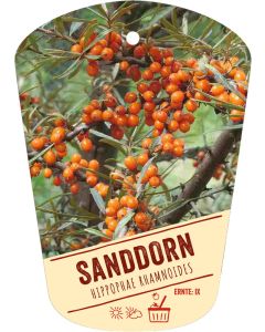 Hippophae rhamnoides, Bildhängeetikett VS: