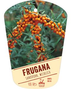 Hippophae rhamnoides 'Frugana', Bildhängeetikett VS