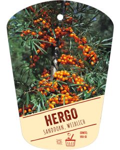 Hippophae rhamnoides 'Hergo', Bildhängeetikett VS