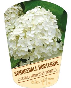 Hydrangea arborescens 'Annabelle', Bildhängeetikett VS:
