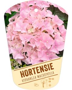 Hydrangea macrophylla, Bildhängeetikett VS