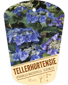 Hydrangea macrophylla 'Blaumeise', Bildhängeetikett VS