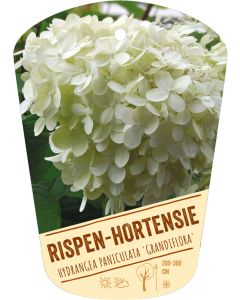 Hydrangea paniculata 'Grandiflora', Bildhängeetikett VS