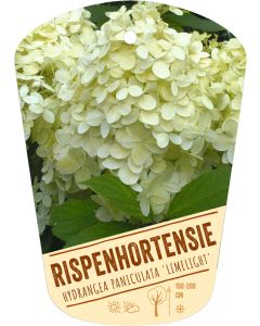 Hydrangea paniculata 'Limelight', Bildhängeetikett VS: