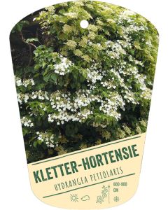Hydrangea petiolaris, Bildhängeetikett VS