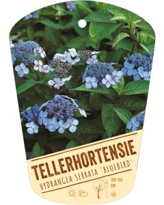 Hydrangea serrata 'Bluebird', Bildhängeetikett VS
