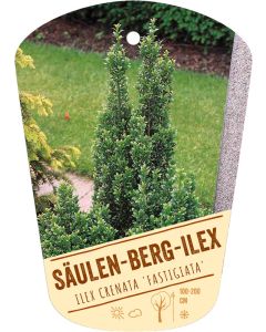 Ilex crenata 'Fastigiata', Bildhängeetikett VS
