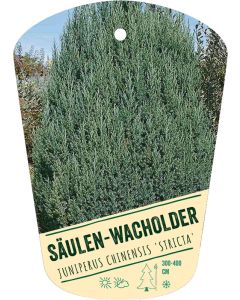 Juniperus chinensis 'Stricta', Bildhängeetikett VS