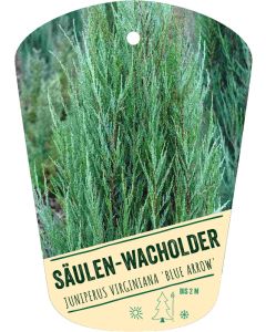 Juniperus virginiana 'Blue Arrow', Bildhängeetikett VS