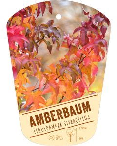 Liquidambar styraciflua, Bildhängeetikett VS