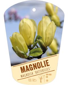 Magnolia 'Butterflies', Bildhängeetikett VS