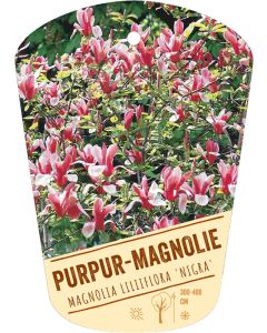 Magnolia liliiflora 'Nigra', Bildhängeetikett VS