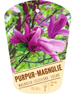 Magnolia-liliiflora 'Susan', Bildhängeetikett VS