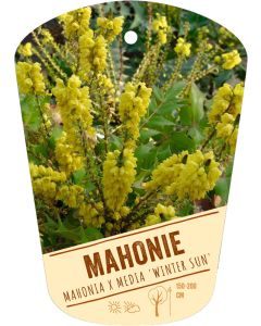 Mahonia x media 'Winter sun', Bildhängeetikett VS