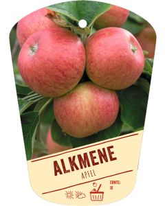 Malus domestica 'Alkmene', Bildhängeetikett VS